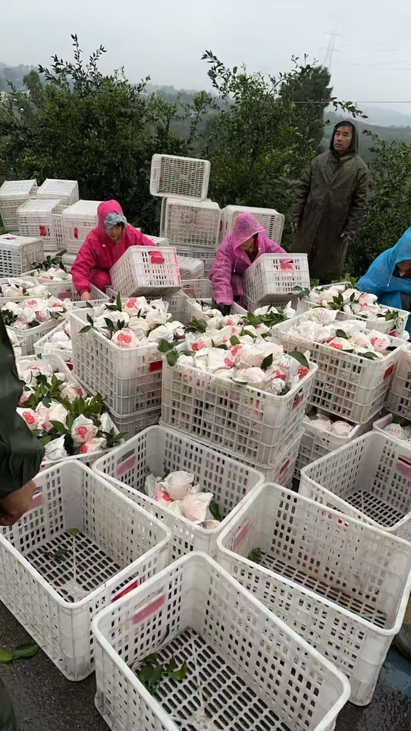 四川资江耙耙柑产地一手货源量大价优欢迎提前联系咨询
