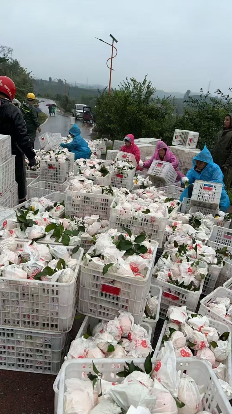 四川资江耙耙柑产地一手货源量大价优欢迎提前联系咨询
