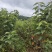 【推荐】桑缇娜拉宾斯奥红美早俄八