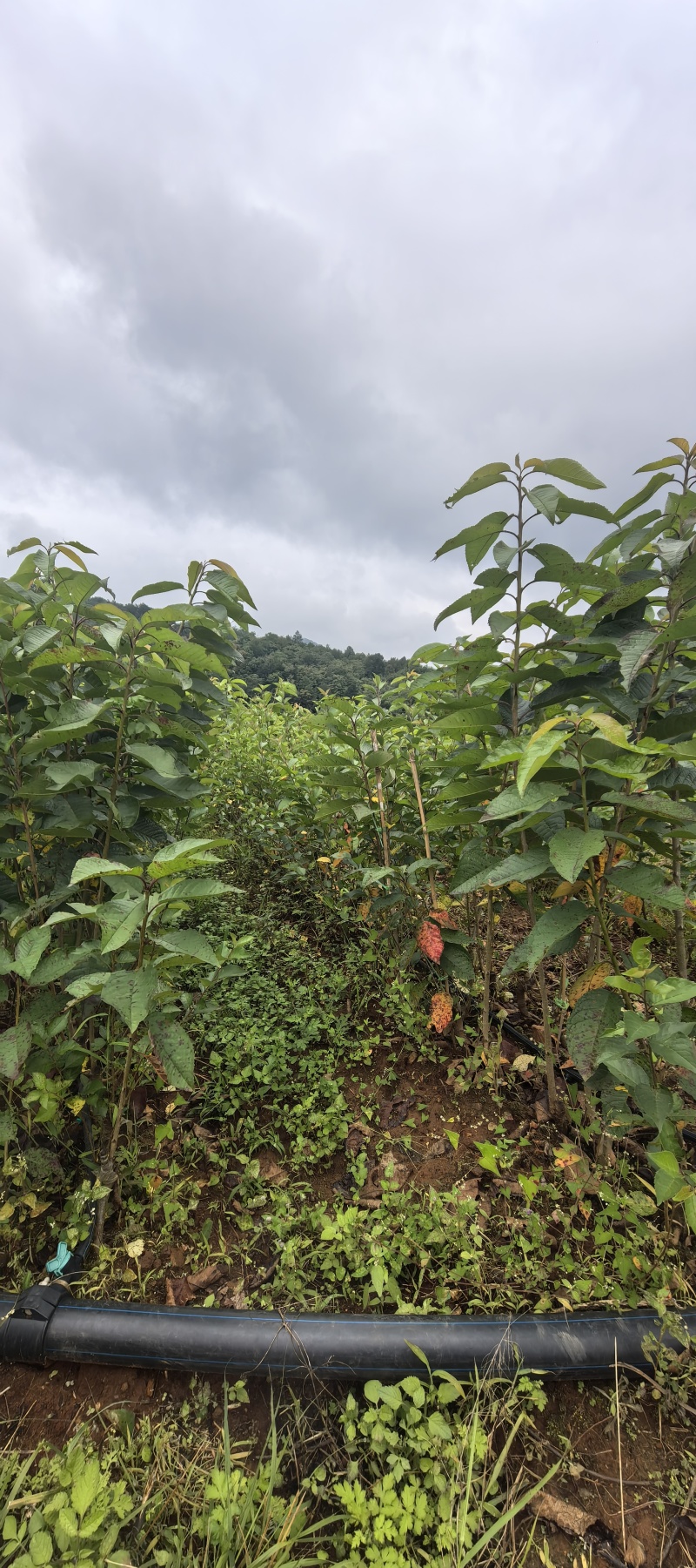 【推荐】桑缇娜拉宾斯奥红美早俄八