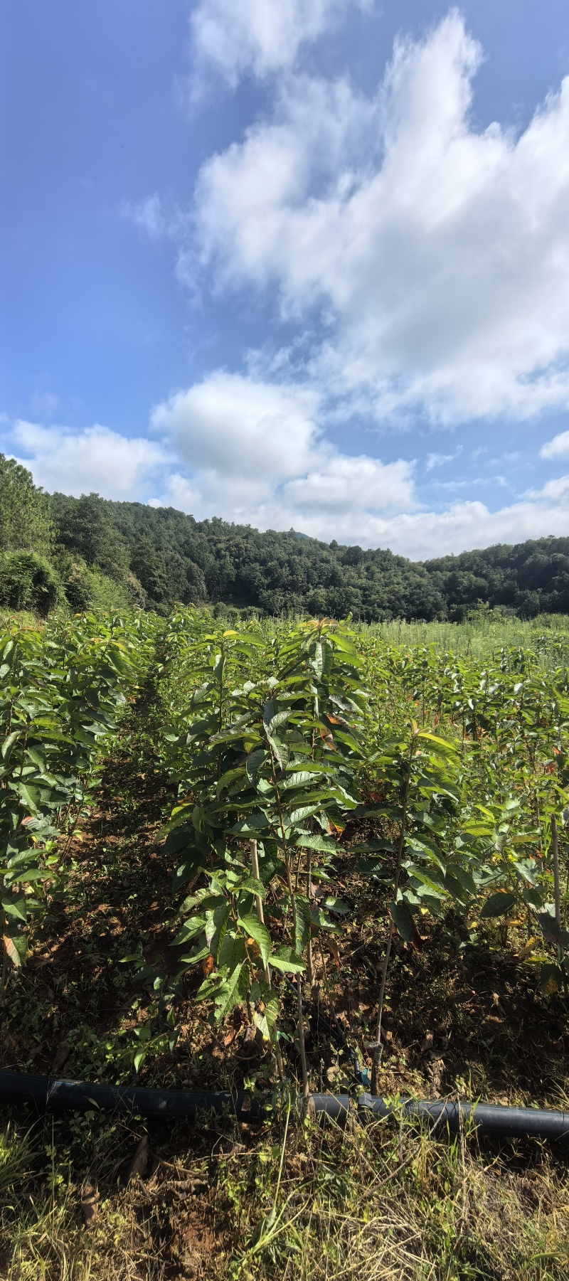 【推荐】桑缇娜拉宾斯奥红美早俄八