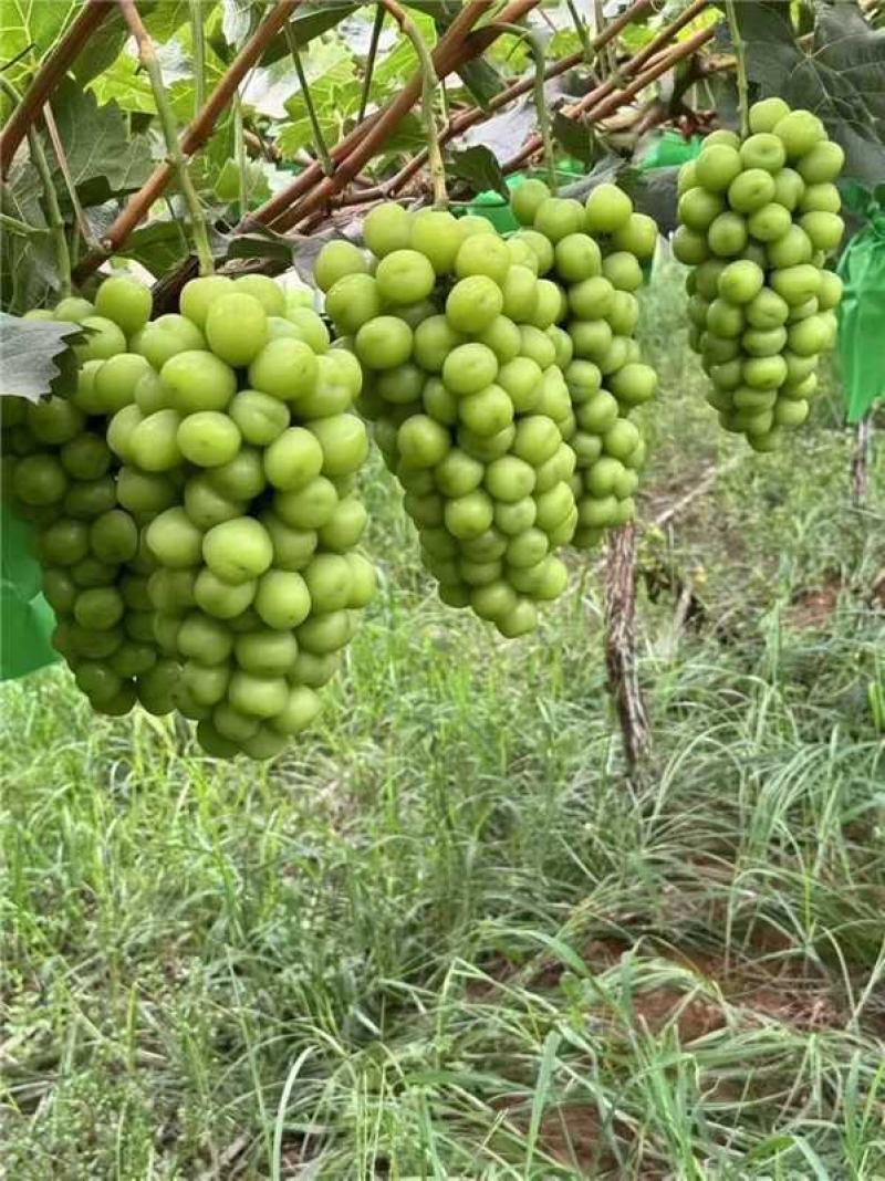 晋州葡萄产地直供可供商超批发市场档口可实地考察欢迎采购