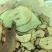 无硫烘焙香橼干片