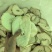 无硫烘焙香橼干片