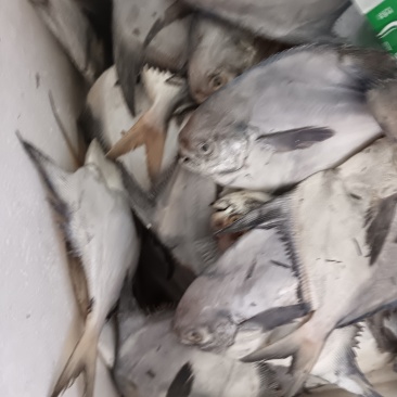 海鲜水产银鲳鱼鲳宝鱼新鲜