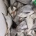 海鲜水产银鲳鱼鲳宝鱼新鲜