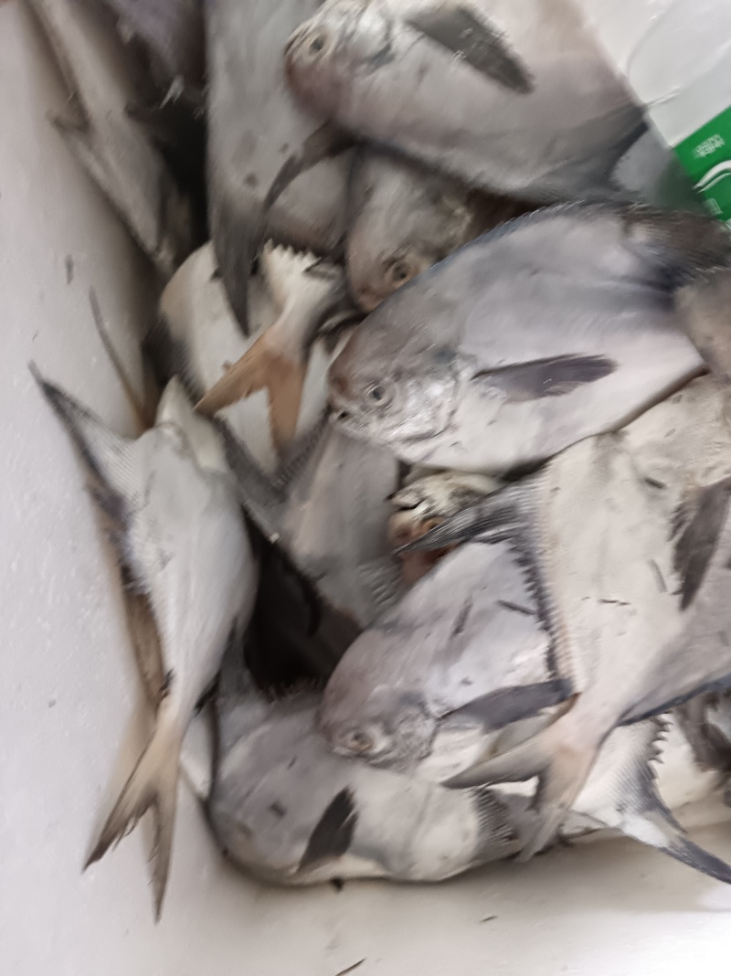 海鲜水产银鲳鱼鲳宝鱼新鲜