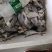 海鲜水产银鲳鱼鲳宝鱼新鲜