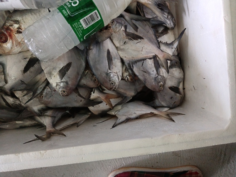 海鲜水产银鲳鱼鲳宝鱼新鲜