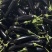 江苏连云港茄子烧烤茄长茄货源充足量大从优联系