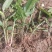 益智仁苗