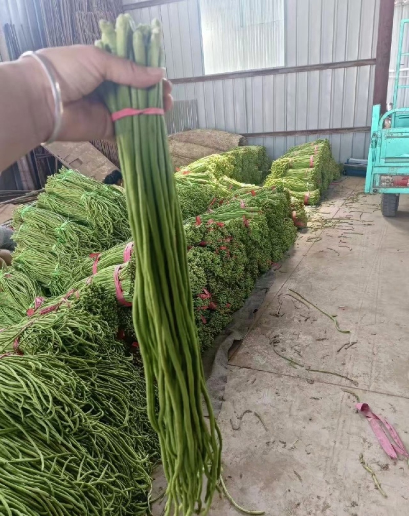 【视频看货】青条豆角长条豆角价格面议欢迎电话联系