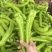 尖椒鲜辣椒量大发货对接批发市场质量保证