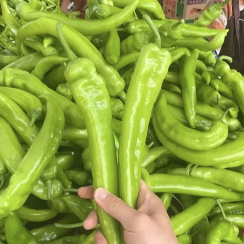 尖椒鲜辣椒量大发货对接批发市场质量保证