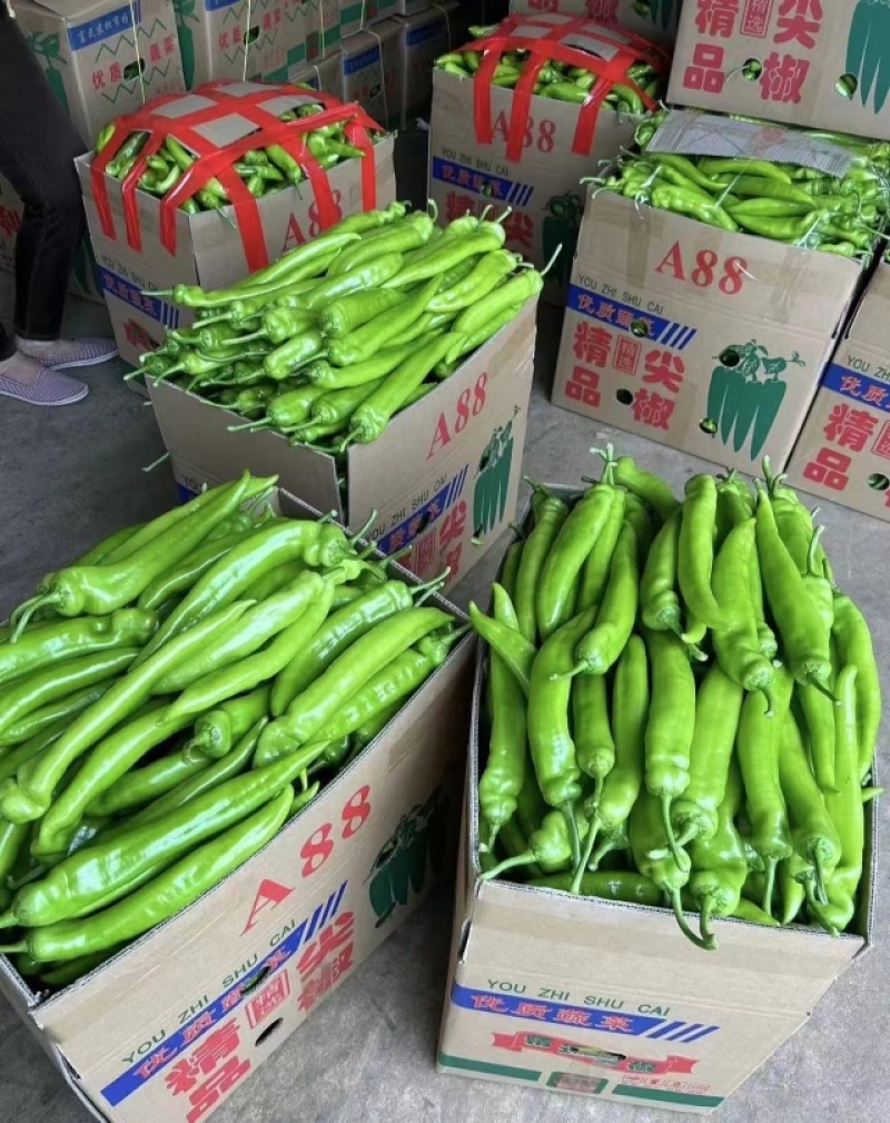 尖椒鲜辣椒量大发货对接批发市场质量保证