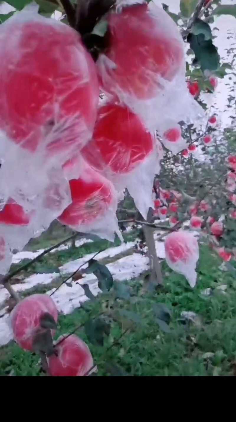 运城平陆高原红富士，口感色度个头**走货快欢迎八方来品鉴