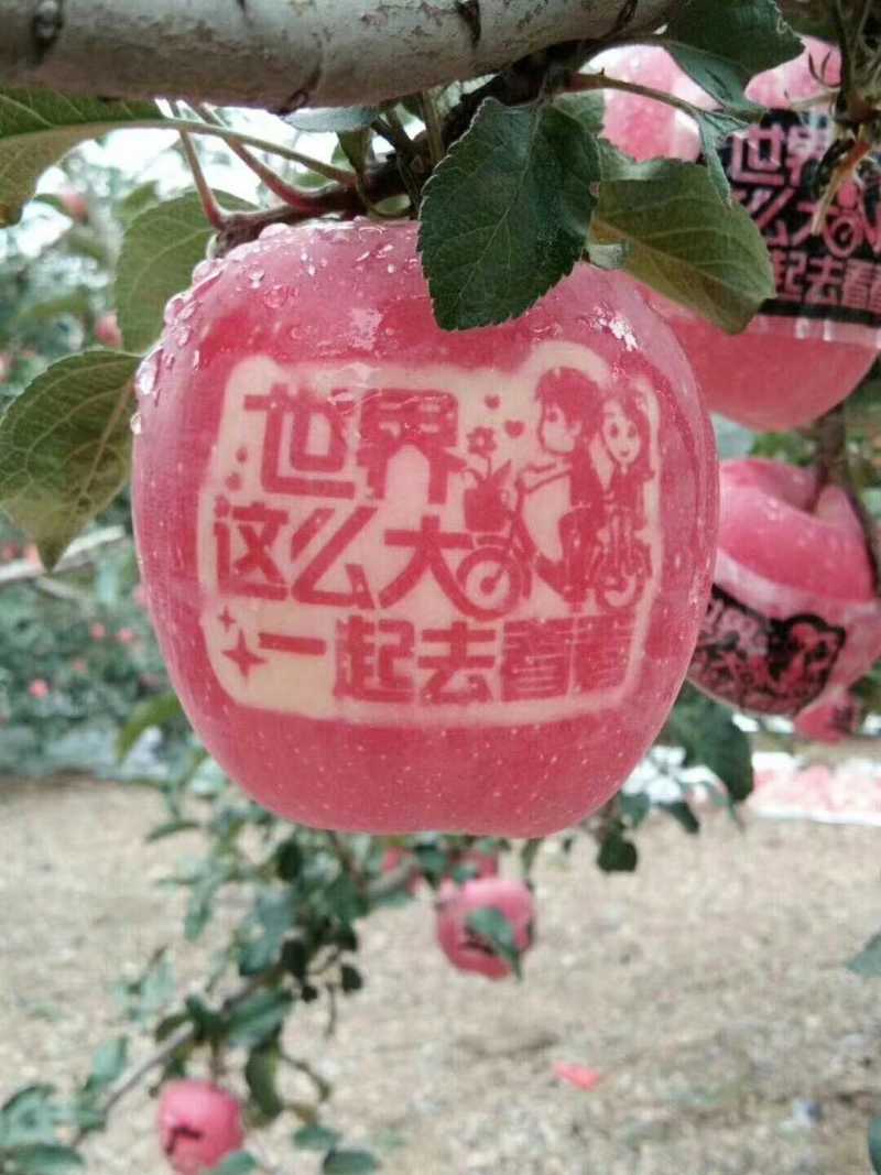 运城平陆高原红富士，口感色度个头**走货快欢迎八方来品鉴