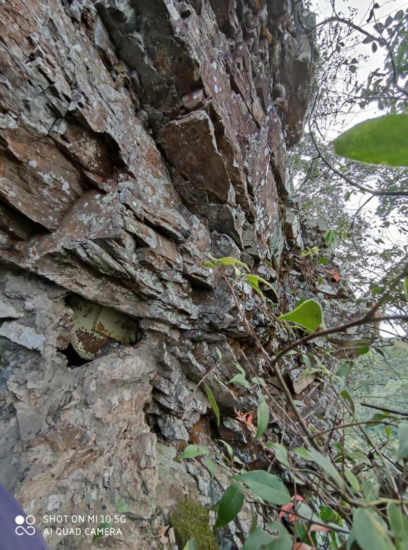 广东粤北野生土蜂蜜一年只采一次，只有200斤左右