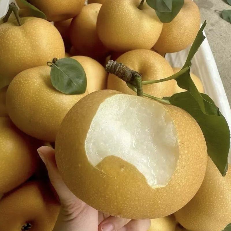 【推荐】平顶山宝丰秋月梨/品质严选/送礼佳品