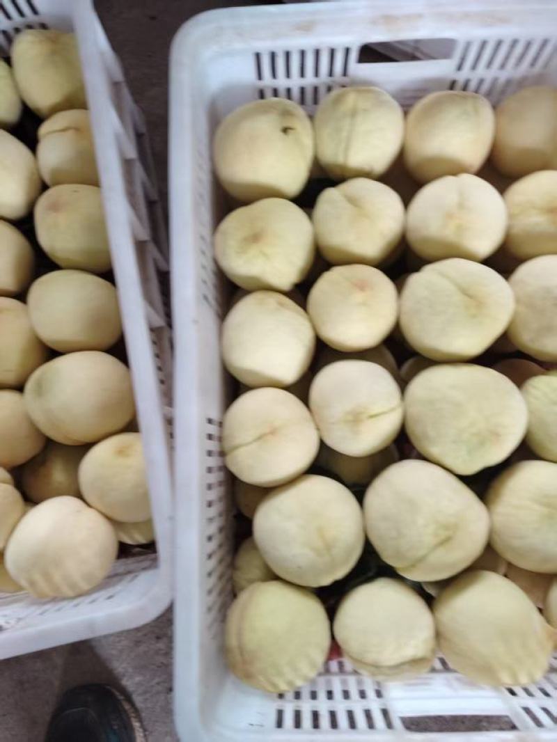 中华寿桃:白凤雪桃大白桃基地现货大量供应，供应全国市场。