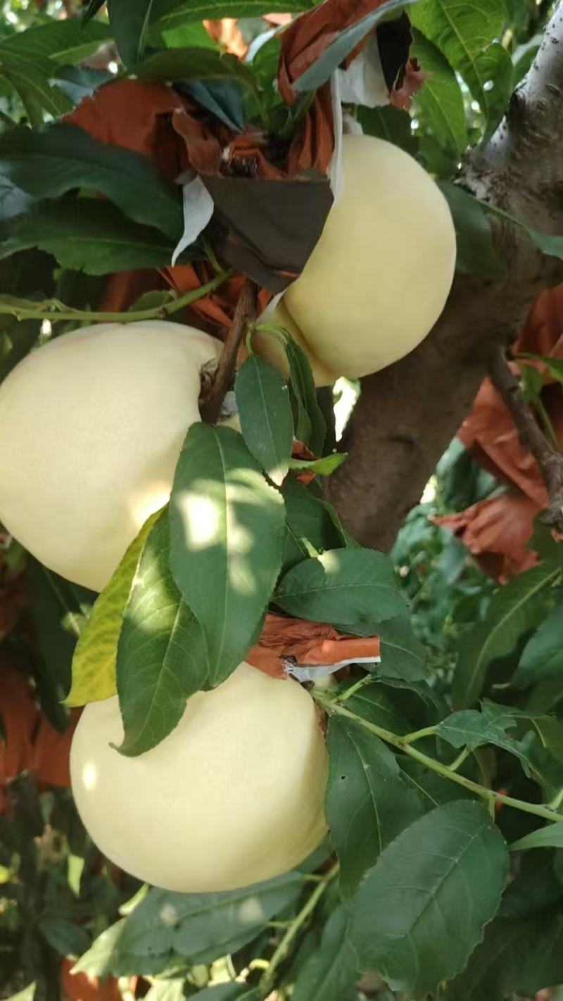 中华寿桃:白凤雪桃大白桃基地现货大量供应，供应全国市场。