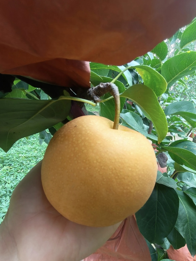 【推荐】平顶山宝丰秋月梨/品质严选/送礼佳品