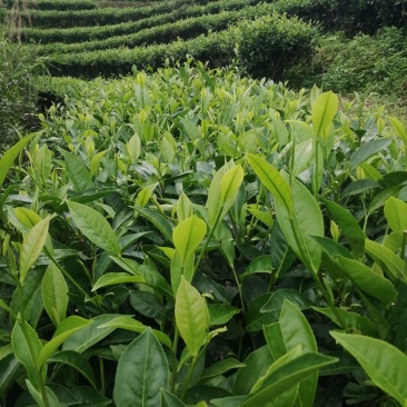 台地茶普洱茶晒青