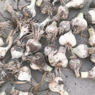 青海精品大蒜，产地直发，品质保证，欢迎各地老板来电咨询