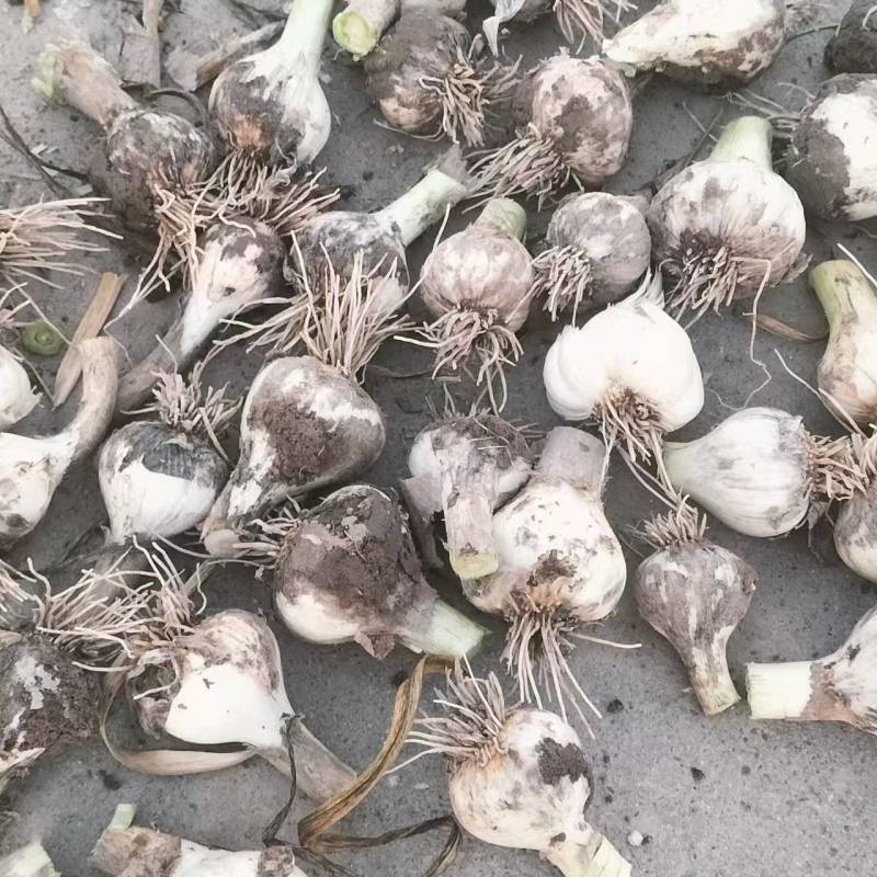 青海精品大蒜，产地直发，品质保证，欢迎各地老板来电咨询