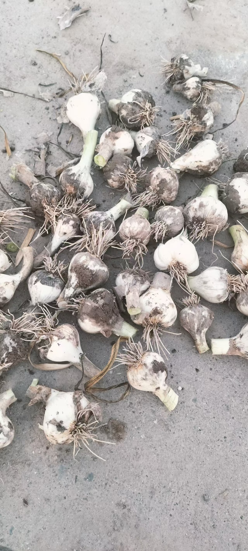 青海精品大蒜，产地直发，品质保证，欢迎各地老板来电咨询