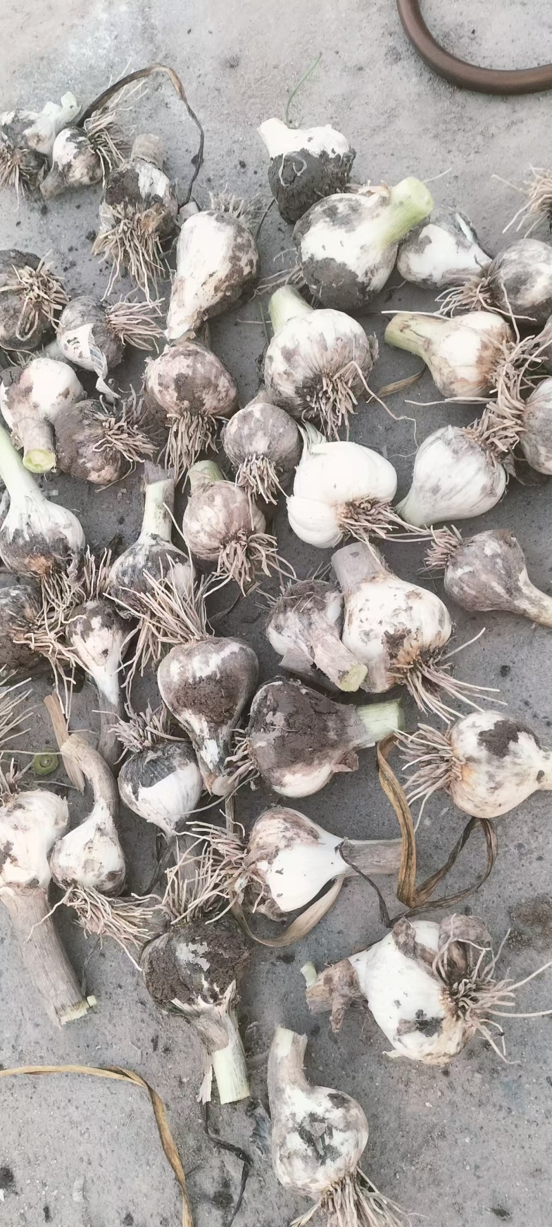 青海精品大蒜，产地直发，品质保证，欢迎各地老板来电咨询