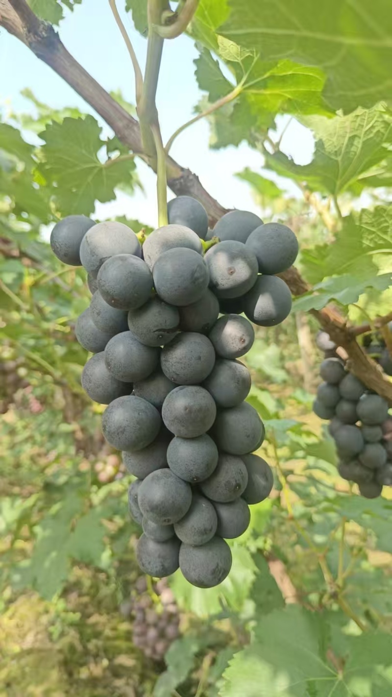 巨峰葡萄