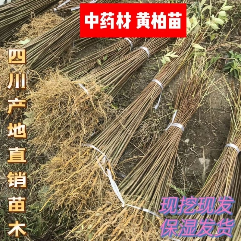 黄柏苗