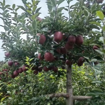花牛，