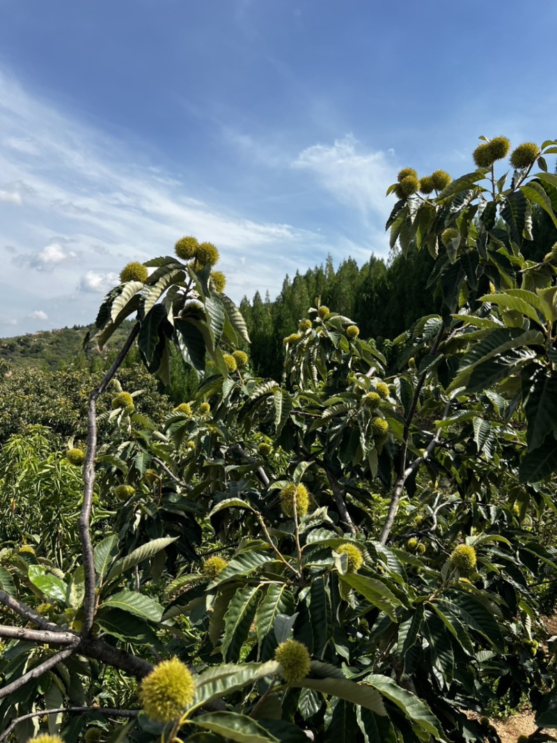 山东泰安万亩板栗基地大量下货了早熟品种已经陆续下树