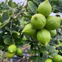 广东香水柠檬每天都是新鲜采摘可全国发货