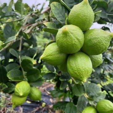 广东香水柠檬每天都是新鲜采摘可全国发货