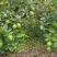 广东香水柠檬每天都是新鲜采摘可全国发货