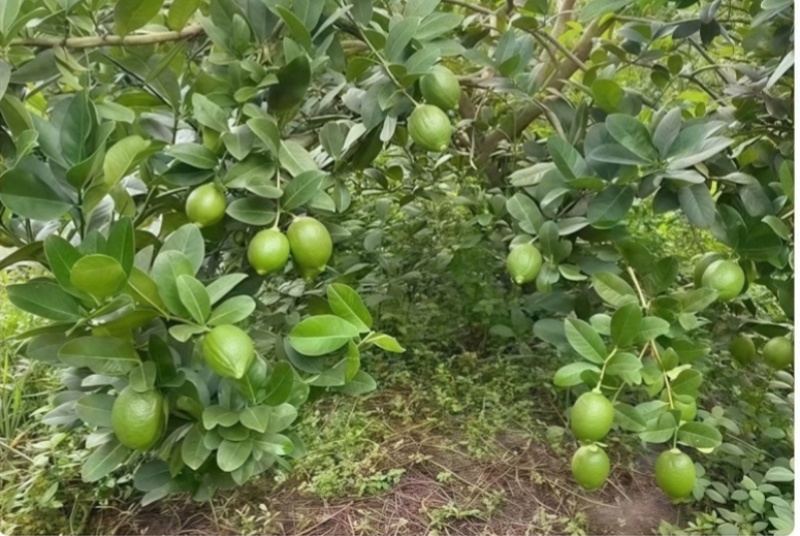 广东香水柠檬每天都是新鲜采摘可全国发货
