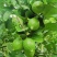 广东香水柠檬每天都是新鲜采摘可全国发货