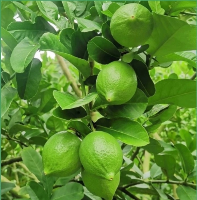 广东香水柠檬每天都是新鲜采摘可全国发货