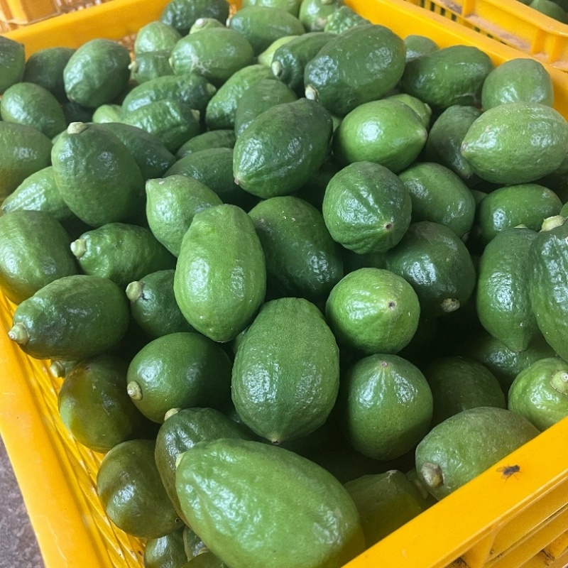 广东香水柠檬每天都是新鲜采摘可全国发货