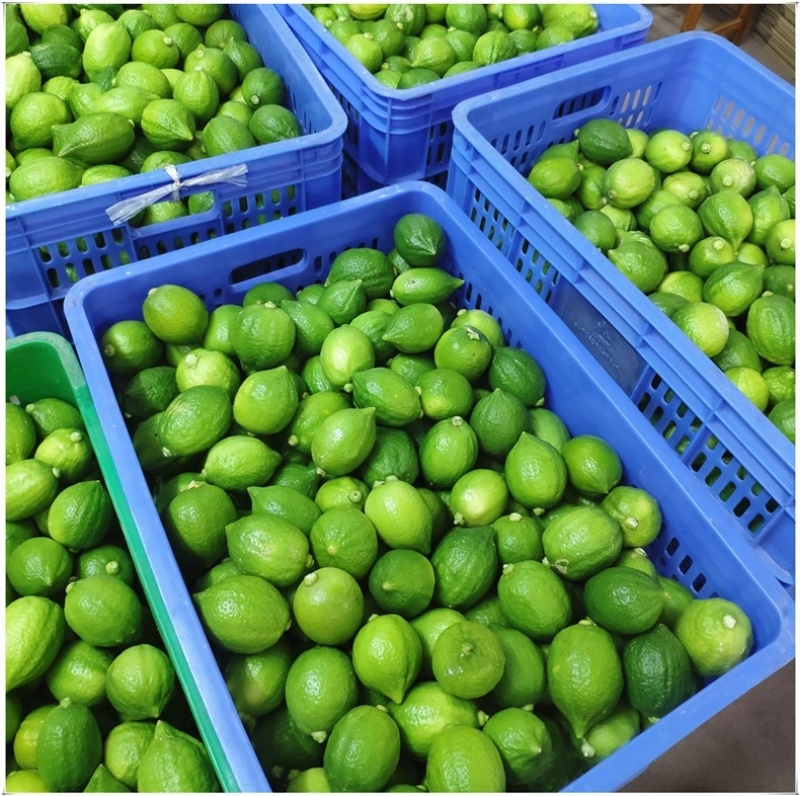 广东香水柠檬每天都是新鲜采摘可全国发货