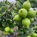广东香水柠檬每天都是新鲜采摘可全国发货