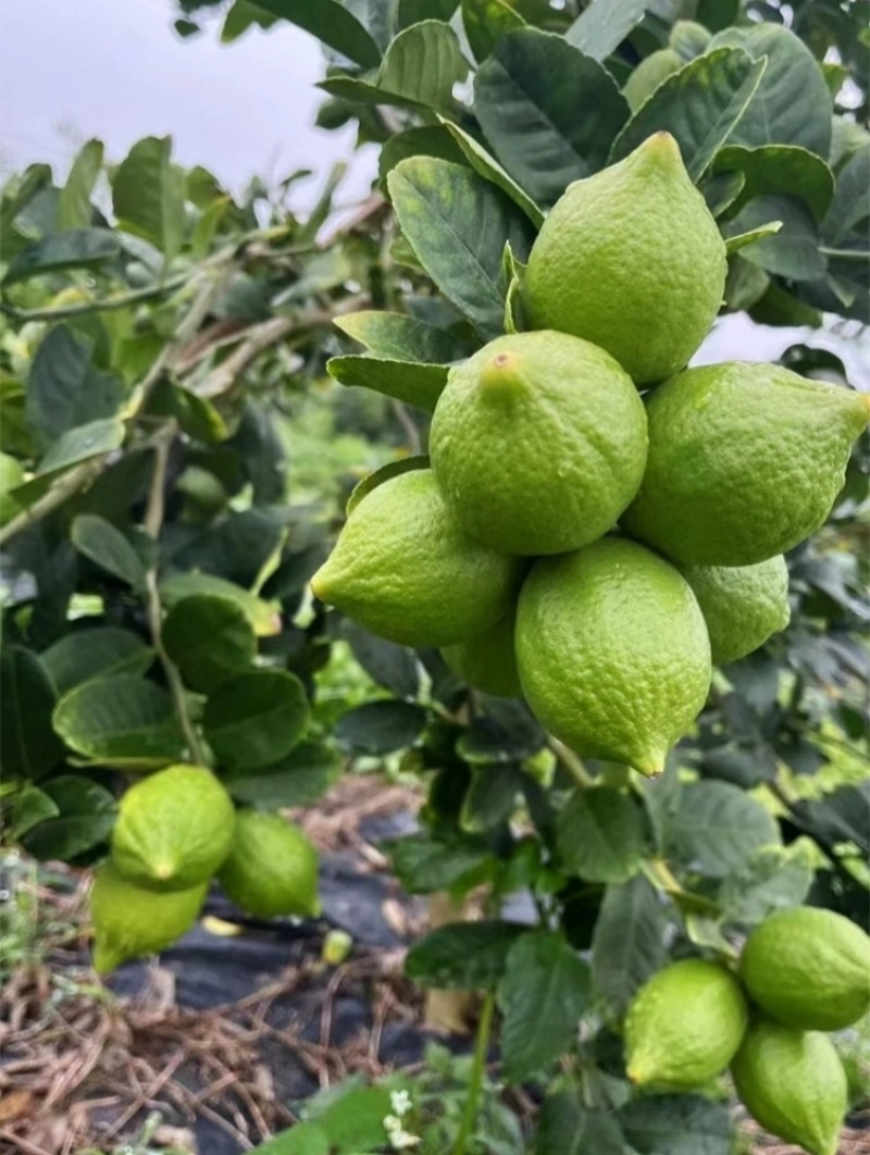 广东香水柠檬每天都是新鲜采摘可全国发货