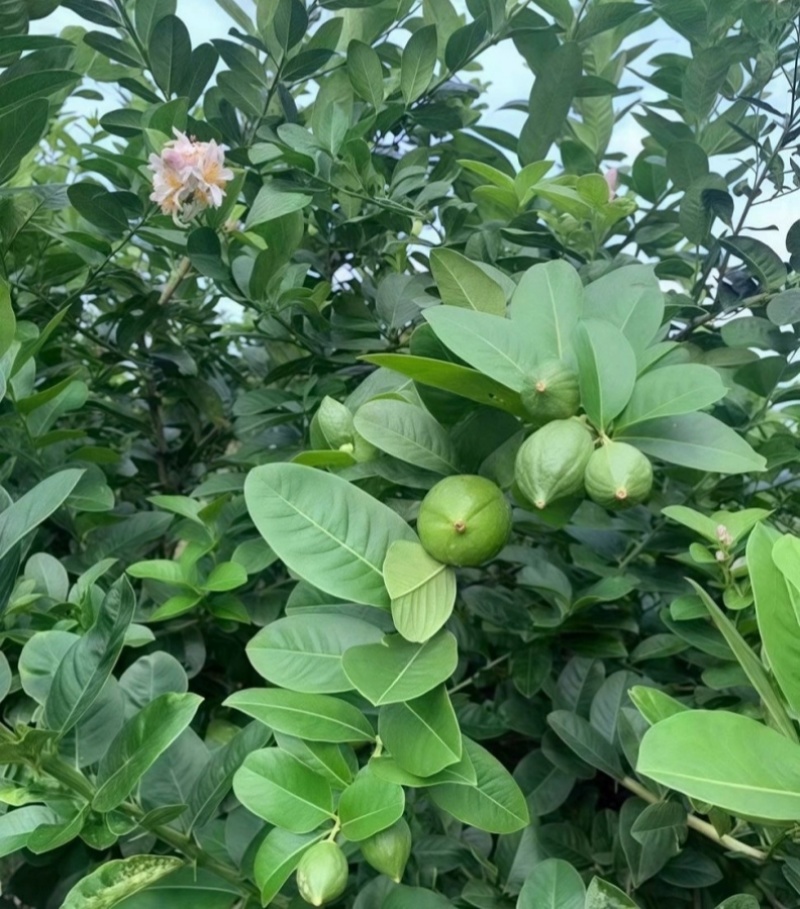 广东香水柠檬每天都是新鲜采摘可全国发货