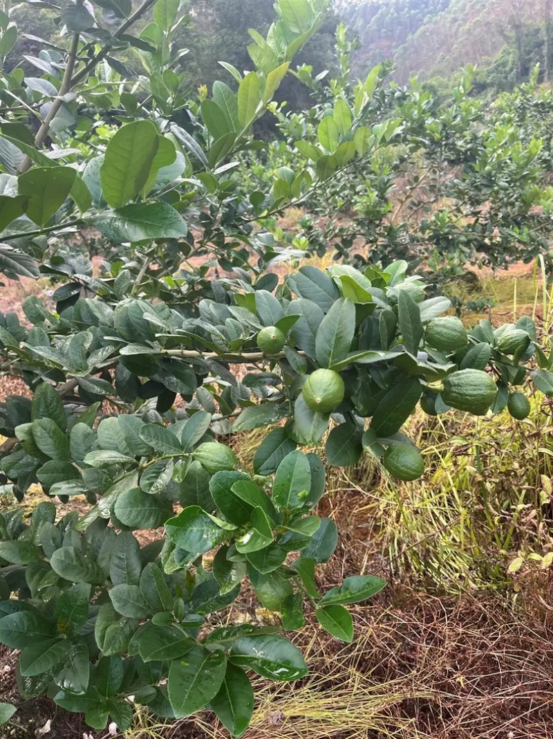 广东香水柠檬每天都是新鲜采摘可全国发货