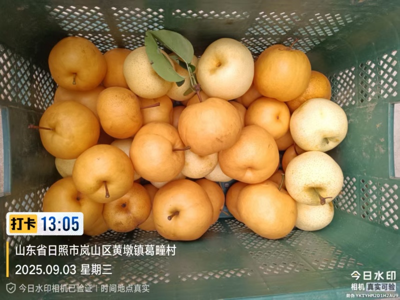 梨