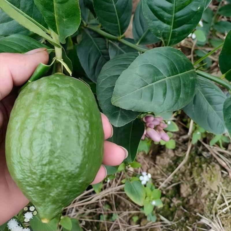 广东香水柠檬每天都是新鲜采摘可全国发货