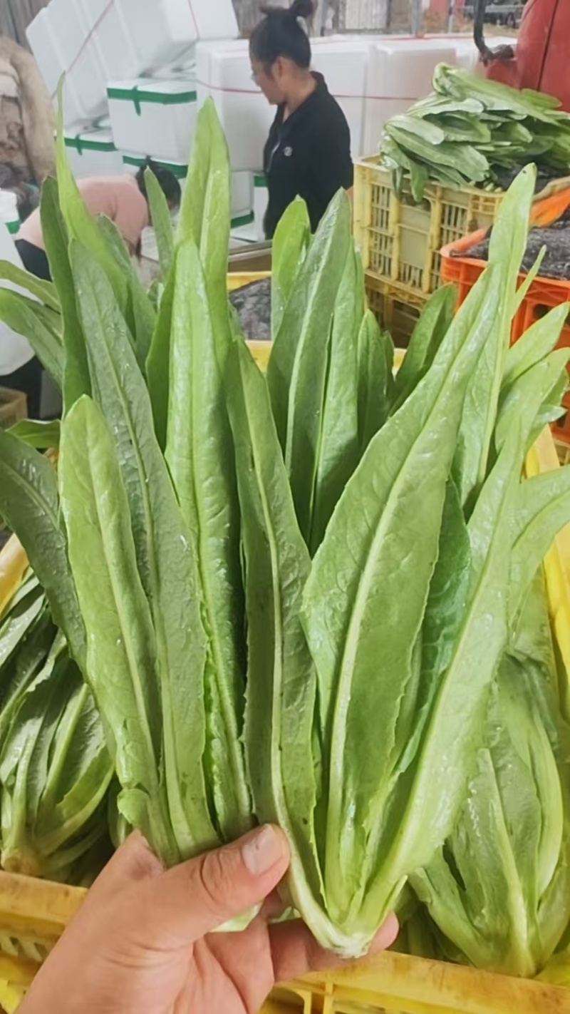 精品油麦